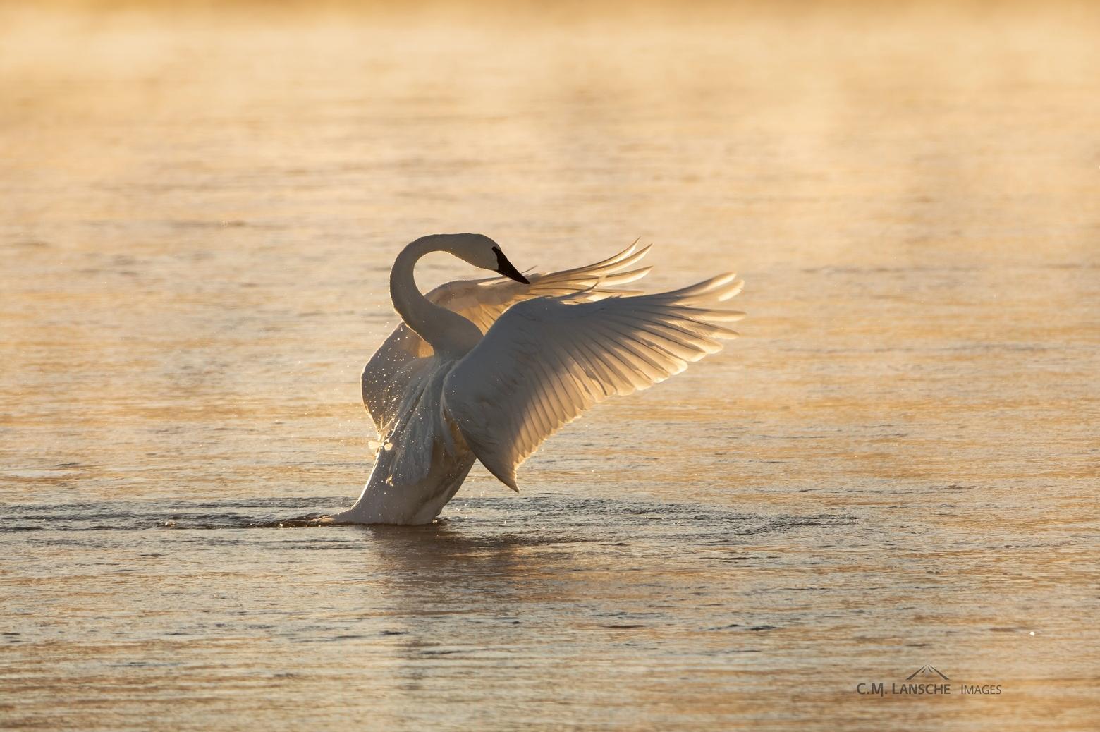 Wing flaps are a common pre-flight ritual for wintering trumpeter swans in Harriman Ranch State Park. 