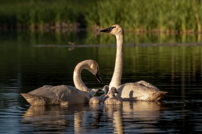 In Idaho, only about 20 mating pairs of swans successfully nest and hatch signets each year.  The lakes and ponds of Harriman Ranch State Park are critical summer habitat for several of Idaho's successful breeders. 