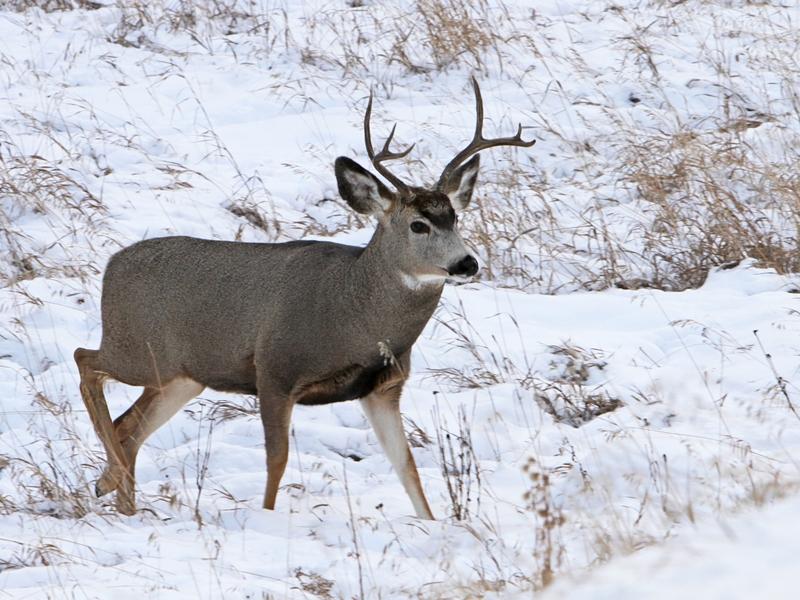A mule deer found near Yellowstone Lake is the first confirmed case of chronic wasting disease ever in Yellowstone National Park