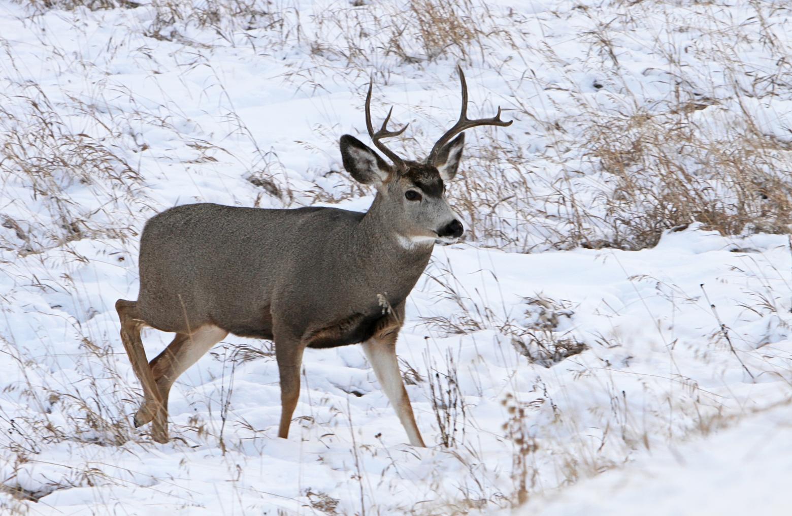 A mule deer found near Yellowstone Lake is the first confirmed case of chronic wasting disease ever in Yellowstone National Park. The disease, also known as CWD, is always deadly to the cervids it infects, and experts have said it was "only a matter of time" before it was discovered in Yellowstone. Photo by Jim Peaco/NPS