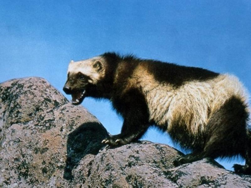 The fate of the wolverine lies in the hands of the federal government