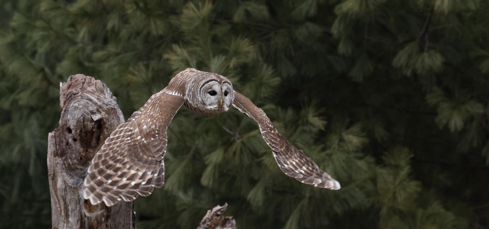 Wildlife biologists in Grand Teton National Park have discovered the first breeding pair the barred owl ever recorded in the park. Researchers are unclear about population size in Greater Yellowstone or what the owls could mean for the ecosystem, but have expressed concern over potential predation on less aggressive owl species. Photo by yvontrep/Shutterstock 