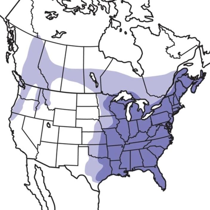 This map shows the habitat for the barred owl. Dark purple indicates they are "common" in these places. Light purple shows where they're "uncommon." White means barred owls have not been recorded in these areas. Map courtesy National Audubon Society