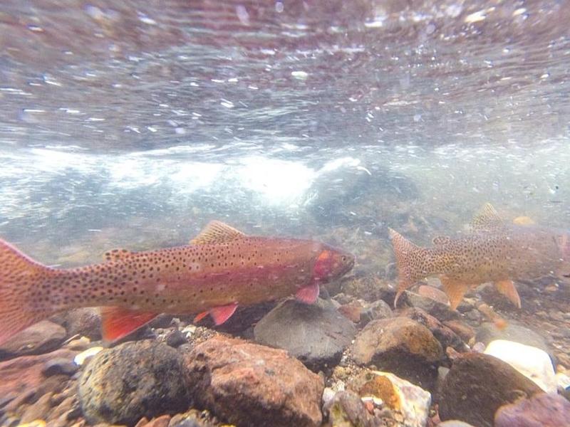 The plan to use rotenone would kill rainbow trout in Buffalo Creek to be replaced by cutthroat