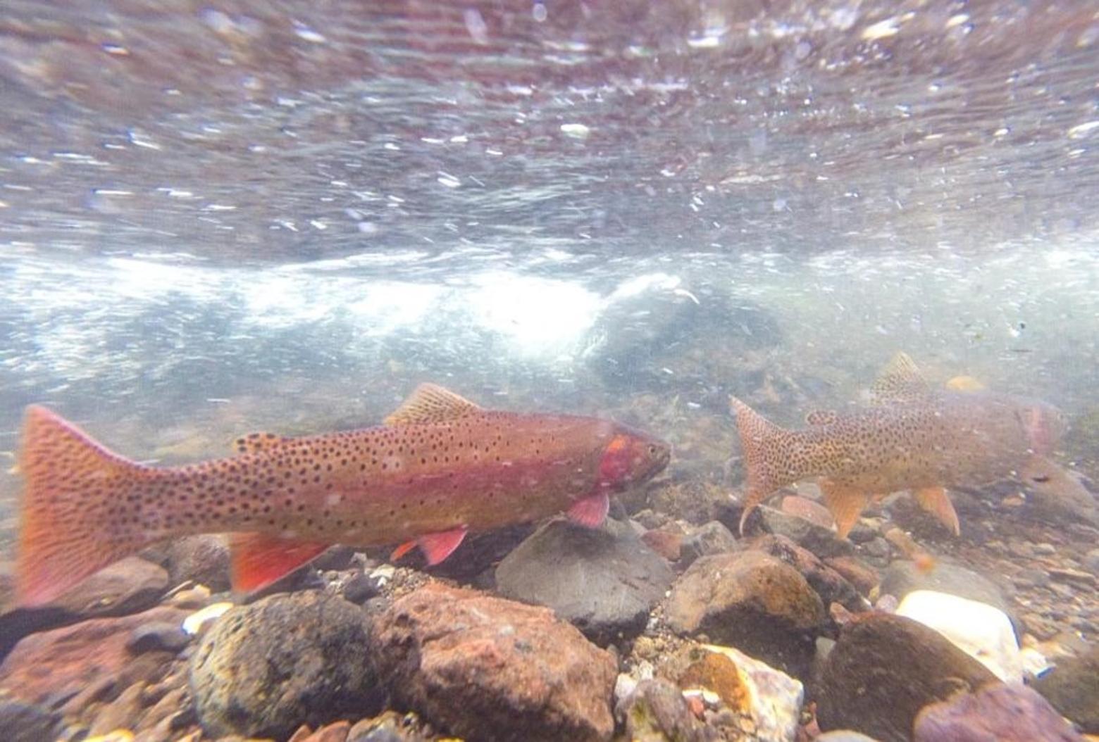 The final decision by CGNF to kill off nonnative rainbow trout in Buffalo Creek and replace them with nonnative cutthroat trout spurred a lawsuit over what constitutes appropriate action in wilderness areas. Photo by Jacob W. Frank/NPS