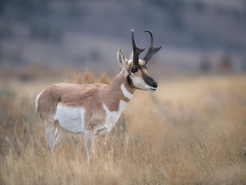 The 200-mile Path of the Pronghorn passes right through the 640-acre Kelly parcel