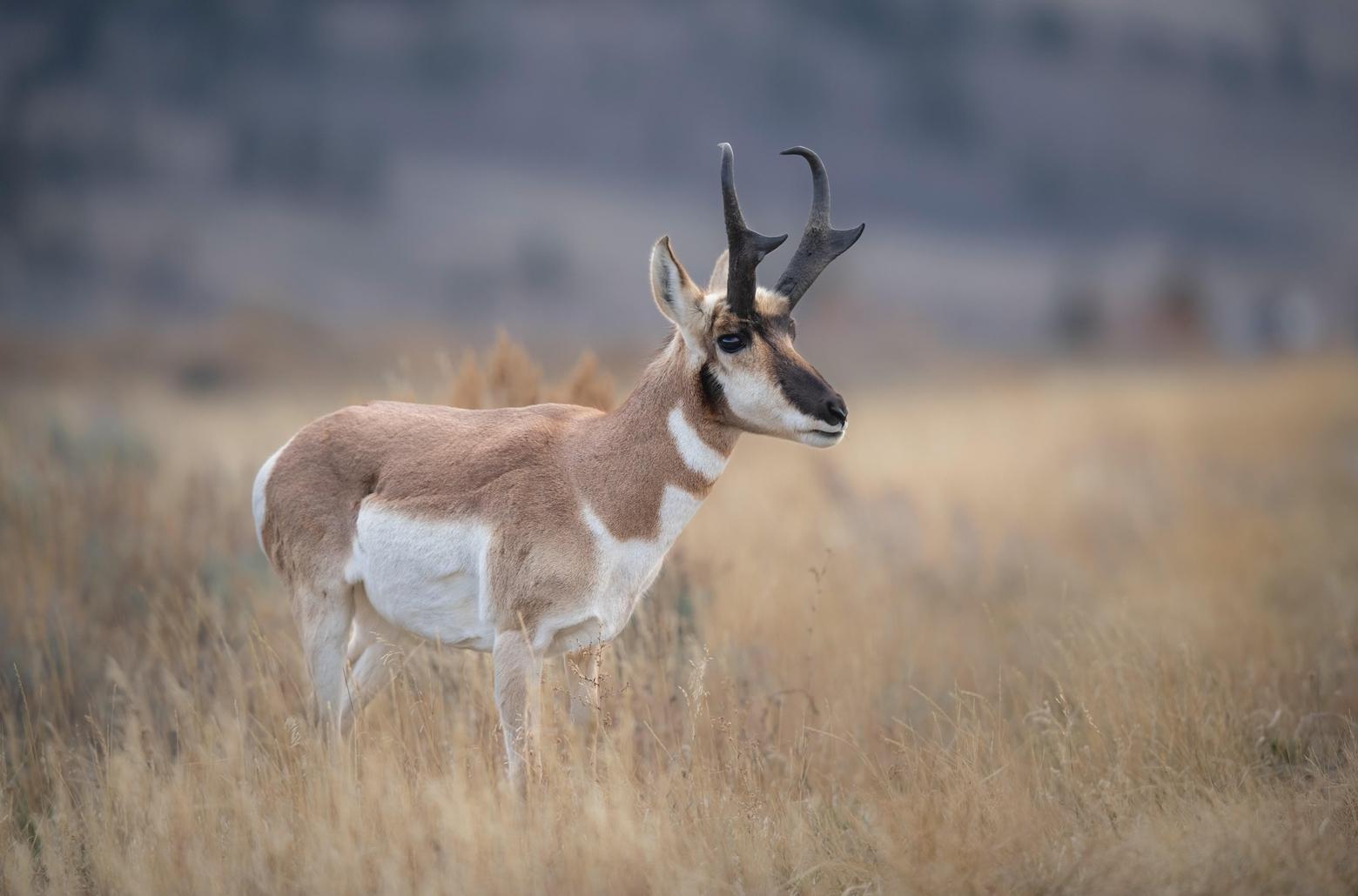 The 640-acre Kelly parcel in Grand Teton National Park is home to elk, mule deer and bison, and is on the famous Path of the Pronghorn. It could go to the highest bidder tomorrow, Dec. 7. Photo courtesy Savannah Rose