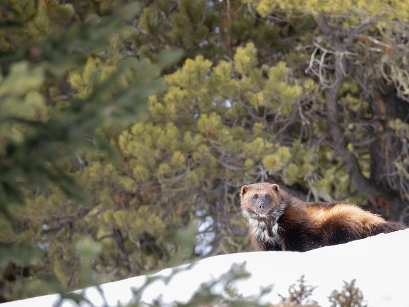Wolverines face numerous challenges, including a warming climate and an increasing human footprint