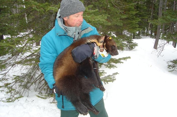 Wildlife biologist and author Doug Chadwick during field research work with the Glacier Wolverine Project in Glacier National Park. Photo by Rick Yates