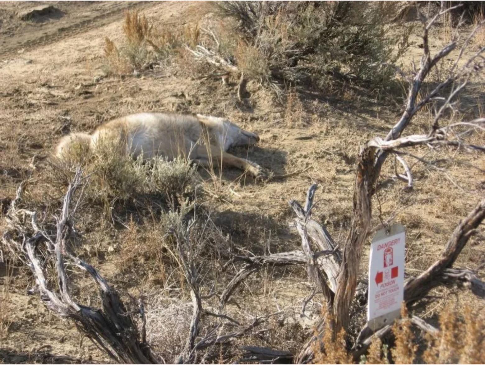 M-44 “cyanide bombs” often indiscriminately injure and kill non-target species. These incidents have implicated more than 20 species of non-target wildlife, domestic dogs and humans, according to the Center for Biological Diversity. The federal agency Wildlife Services, which primarily uses the devices, says in 2018 alone it used M-44s to kill 6,579 animals. Photo courtesy Wildlife Services