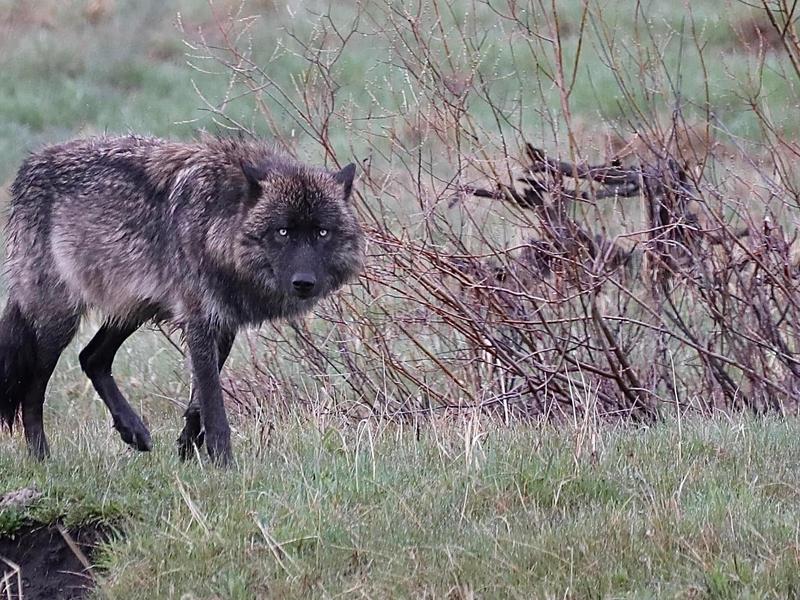 Wolf reintroduction efforts in Greater Yellowstone beginning in 1995 were successful. As Montana weighs its new wolf management plan, numbers are in question