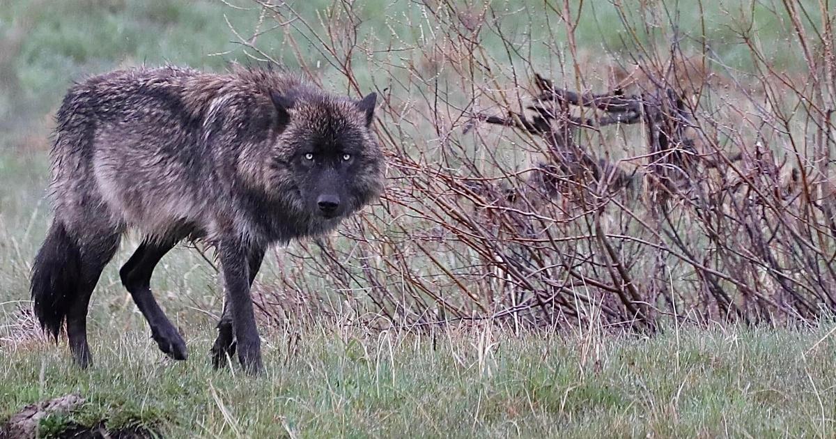 New Research Suggests Montana FWP Wolf Count High
