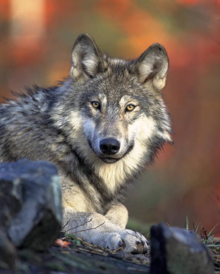The 2022 FWP commission approved an increase in the state killing quota to 456 wolves. This year, it was reduced to 313.  Photo by Gary Kramer/USFWS