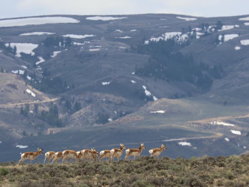 Heavy snows, coupled with a lethal bacteria rare to Wyoming, hit the state's Sublette pronghorn herd hard last winter