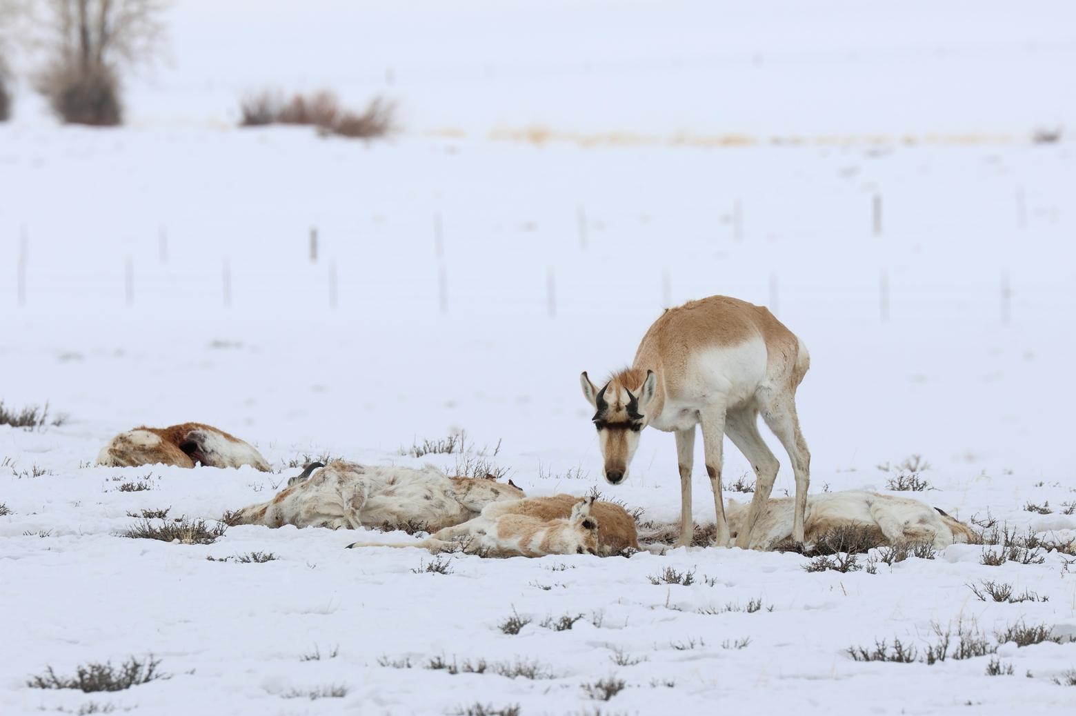 Pronghorn from the Sublette herd south of Pinedale, Wyoming, affected by the Mycoplasma bovis outbreak and the effects of a long winter. Photo by Mark Gocke