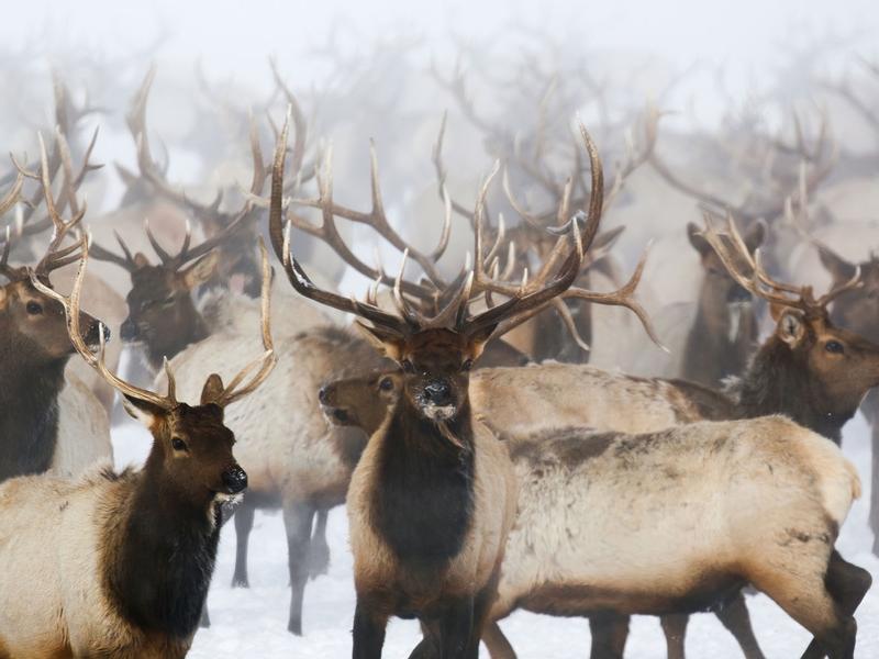 Wyoming Game and Fish manages 22 elk feedgrounds across the state