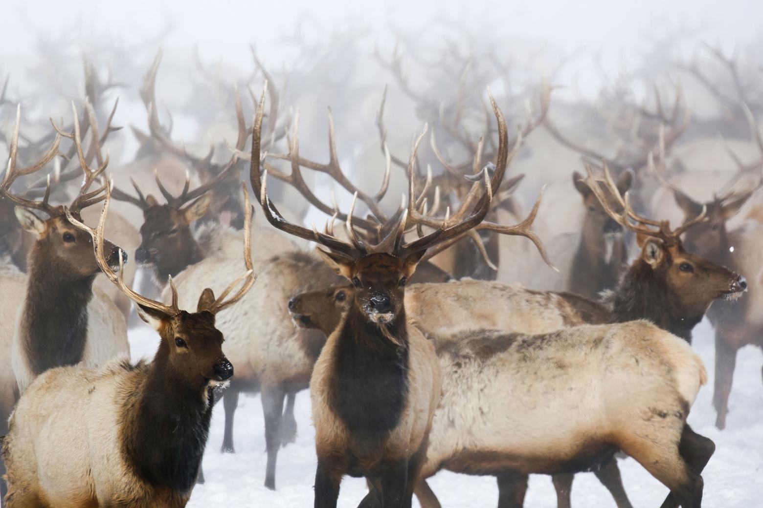 USGS found that closing feedgrounds in western Wyoming would likely cause a significant dropoff in regional elk numbers. But the elk would benefit in the long-term by avoiding mortality caused by CWD. Photo by Mark Goeke, WGFD