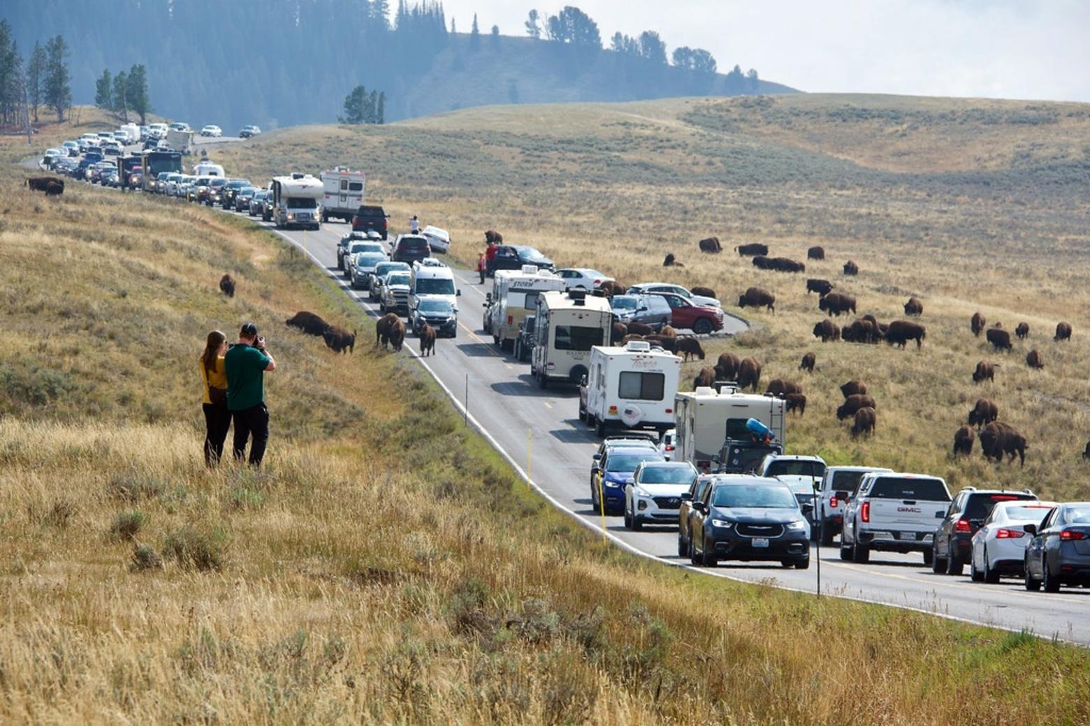 A 2017 bison jam in Hayden Valley, Yellowstone National Park. CC photo