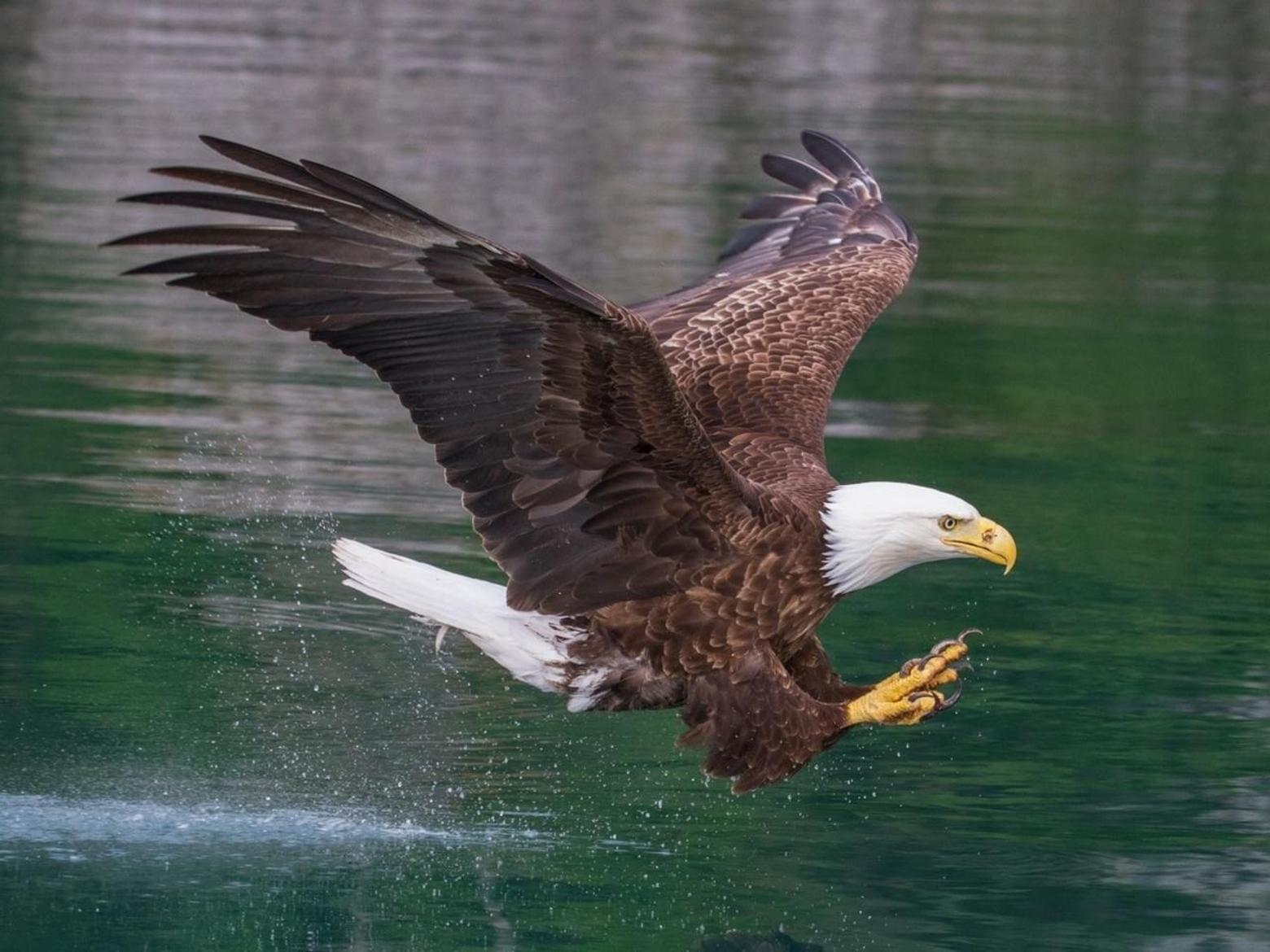 With a wingspan of up to eight feet, bald eagles are a massive raptor and have been the national emblem of America since 1782. In 1963, only 417 nesting pairs existed in the U.S. They began recovering in the 1970s after DDT was banned and they were listed under the Endangered Species Act. Photo by Scott Heidorn/NPS