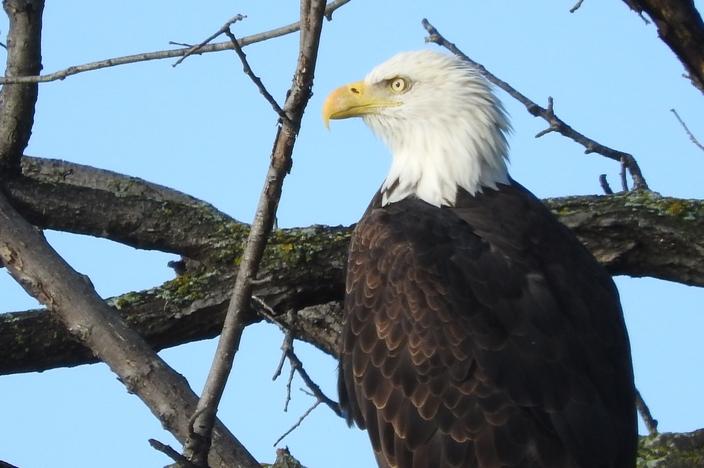 The American bald eagle was listed under the ESA in 1978. Photo by Daniel Peterson/NPS