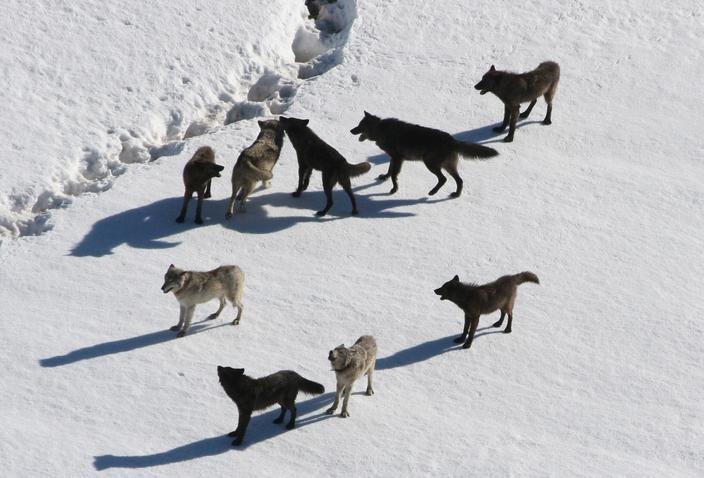 This aerial photo of Yellowstone's Gibbon wolf pack was taken by the park's former lead wolf biologist Doug Smith who led the wolf reintroduction program in the '90s and retired in 2022 after 28 years with the National Park Service. 