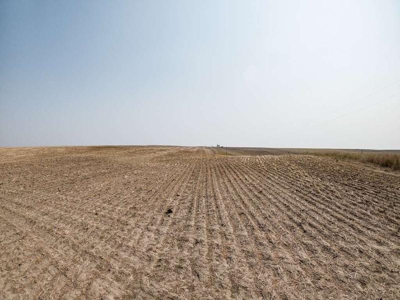 A barren wheatfield in Malta, Montana, after it was raided by migratory grasshoppers that thrive in drought conditions