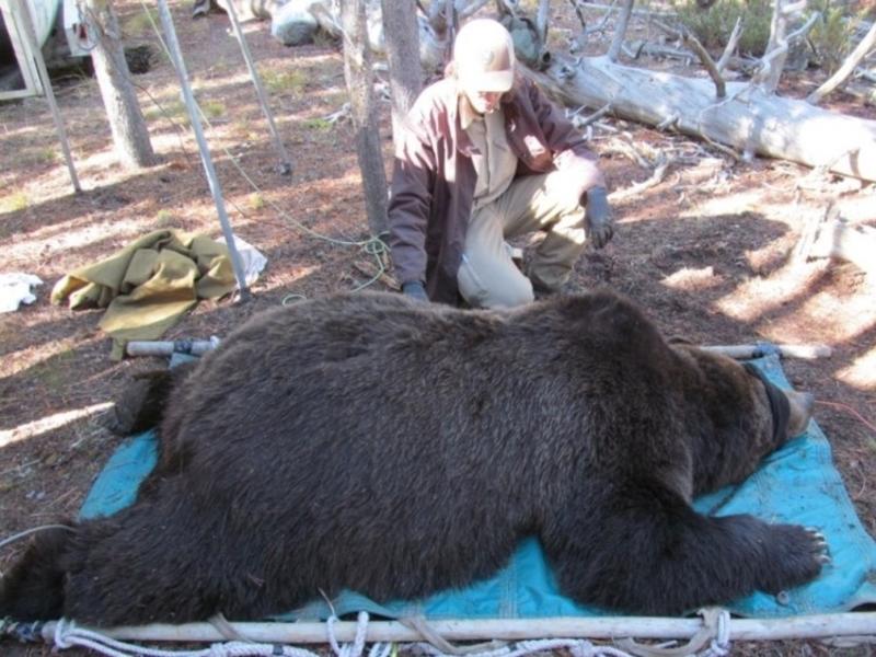 In October 2023, Grizzly Bear 566 weighed in at a whopping 716 pounds, three shy of the Greater Yellowstone record