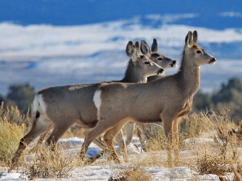 Mule deer migrate hundreds of miles to winter grounds from Grand Teton National Park