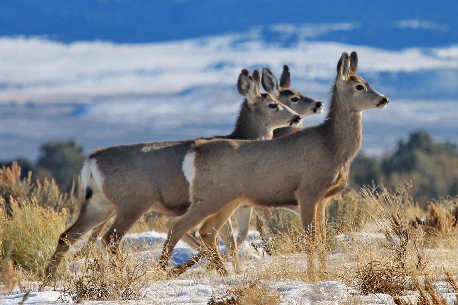 The new documentary, "Animal Trails: Rediscovering Grand Teton Migrations," documents the astounding migration patterns of Grand Teton National Park's mule deer. Photo by Wallace Keck/NPS