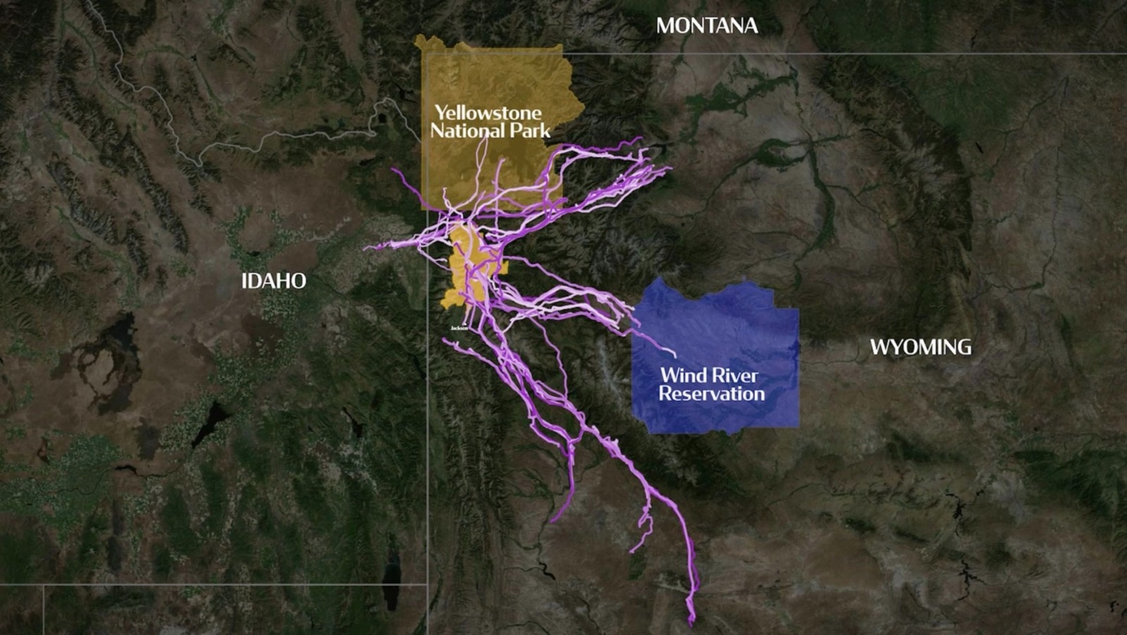An animation from the film shows GPS routes of mule deer travel spiraling out in all directions from Grand Teton National Park, at center.
