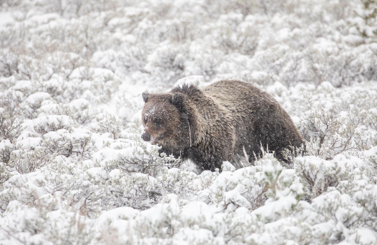 A grizzly in early winter conditions. During unseasonably warm winters, grizzlies can emerge from hibernation as early as January. NPS photo