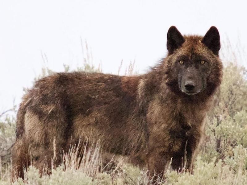 A recent study indicates that tolerance for wolves in Montana has grown since 2012