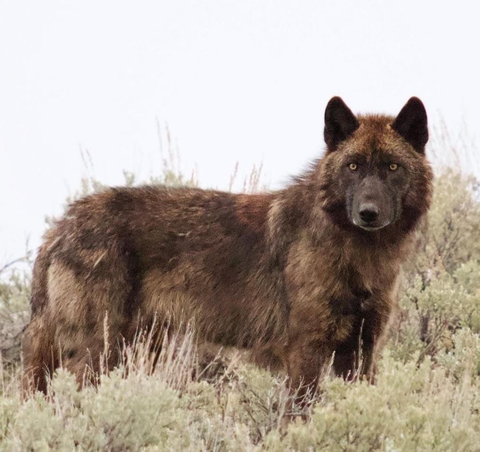 A gray wolf in Yellowstone National Park stares into photographer Ben Bluhm's lens. May 2022. Results from a recent survey indicate that tolerance for wolves among Montana residents is growing. Photo by Ben Bluhm