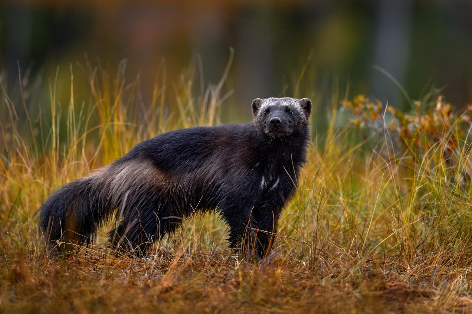 Wolverines have increased in number and distribution in the second half of the 20th century, but nailing down exact numbers is difficult. They have territories that are hundreds of square miles, and are extremely elusive. Photo by Ondrej Prosicky