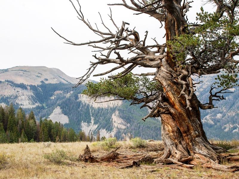 Old-growth forests, whether in large continuous stands or scattered pockets, have long found refuge in Greater Yellowstone