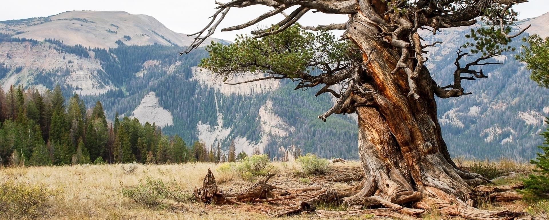 Old-growth forests, whether in large continuous stands or scattered pockets, have long found refuge in Greater Yellowstone