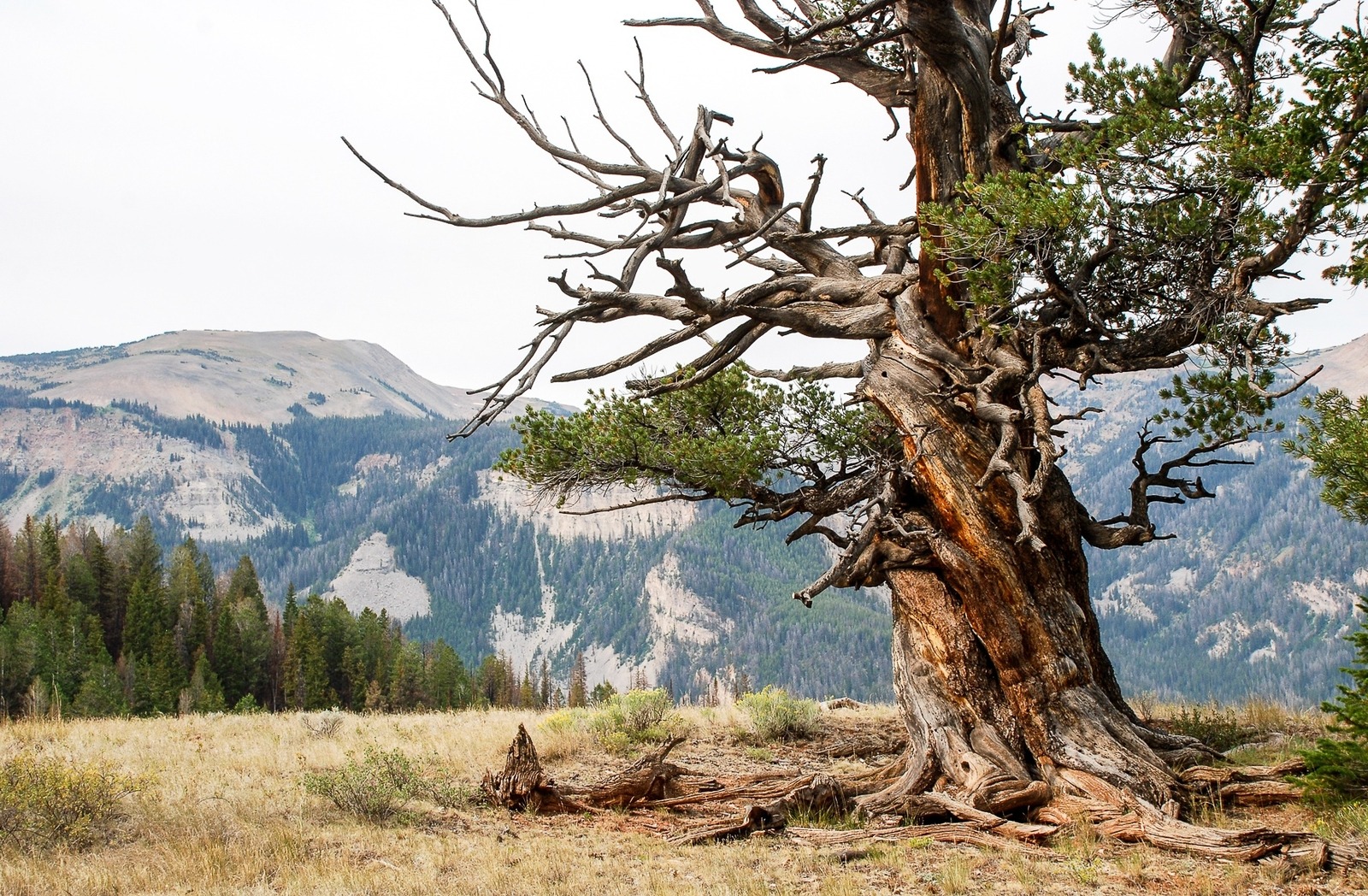 Old-growth forests, like this ancient limber pine in Wyoming's Gros Ventre Wilderness, have long found refuge in Greater Yellowstone. Photo by Susan Marsh