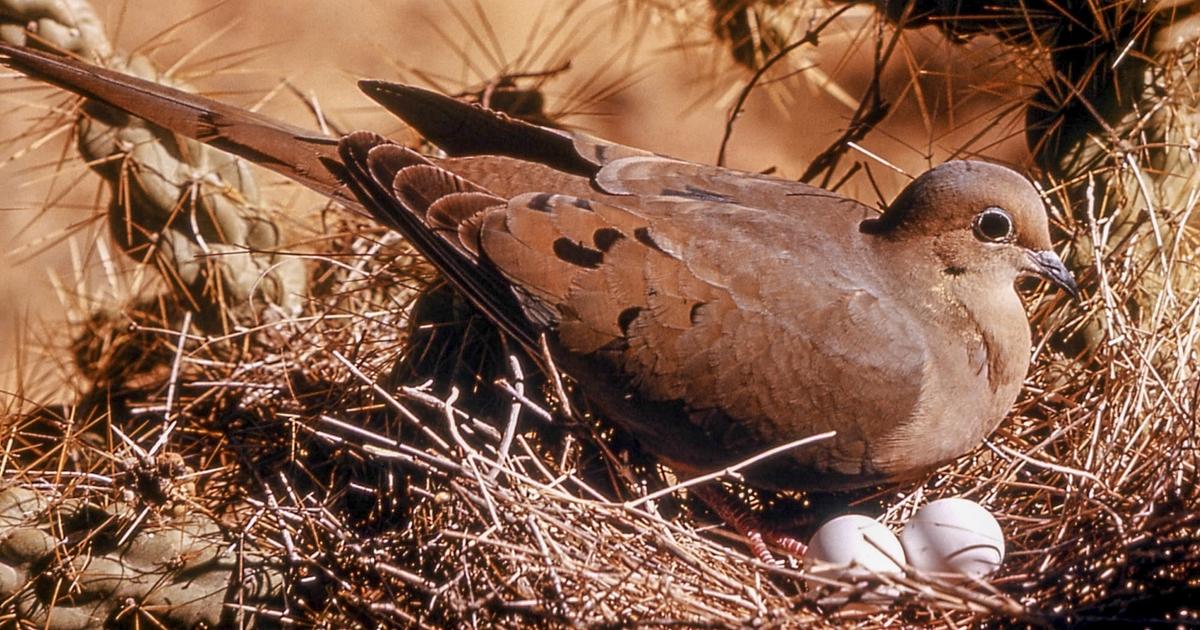 Pair of wildlife diseases detected in Montana birds