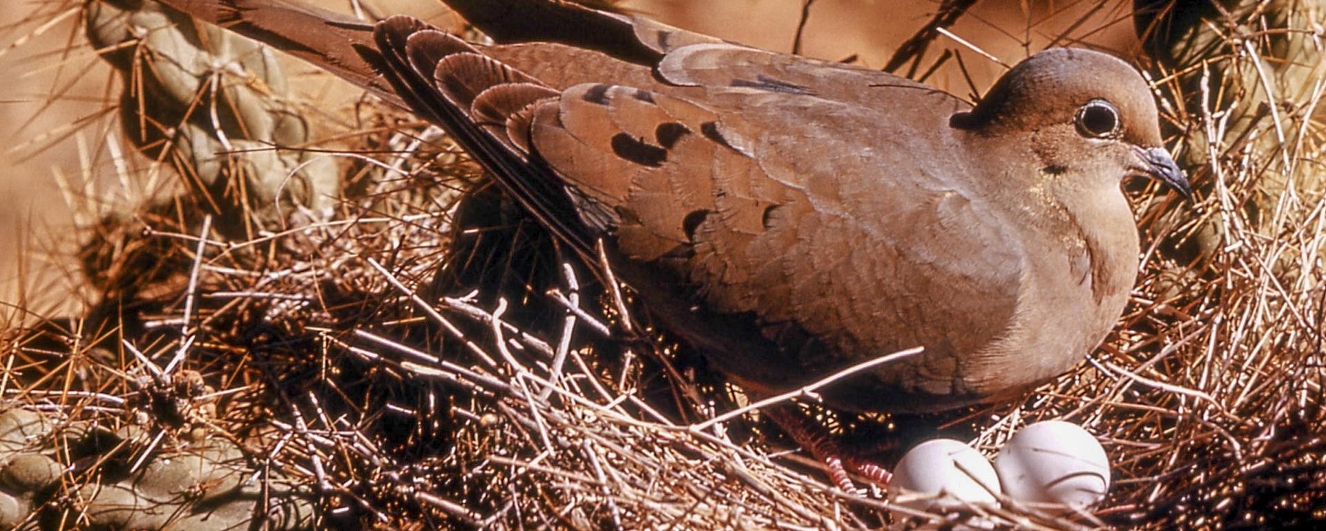 Mourning doves and Eurasian collared doves are susceptible to the disease PPMV