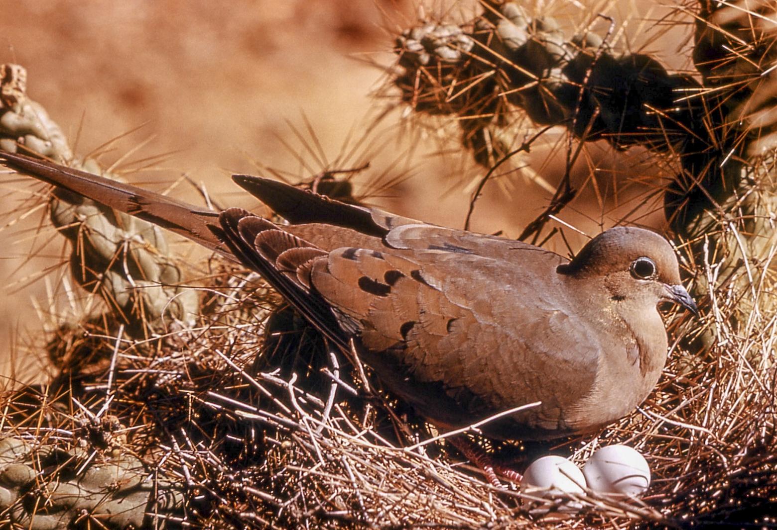 Eurasian collared doves and mourning doves, like this pictured here incubating eggs, are susceptible to the disease pigeon paramyxovirus, or PPMV, which killed as many as 70 wild doves near Belgrade, Montana, in the last two months of 2023. Photo by Evan Davis/NPS