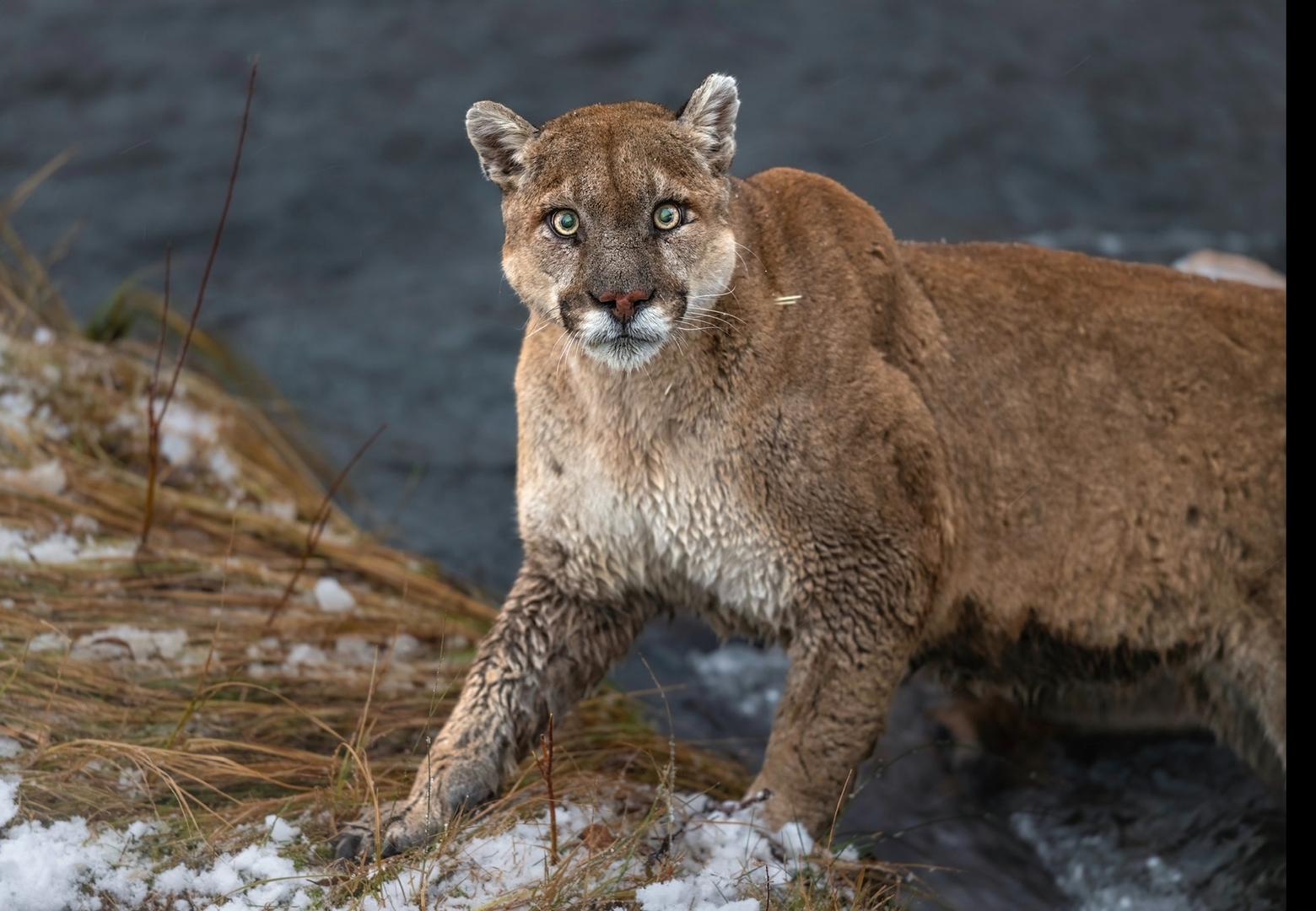 A mountain lion rises from a stream as he attempts to cache an elk kill under the water. "I tracked this cat the day before and photographed him at sunrise the following morning," says photographer Savannah Rose. "We made eye contact for this brief moment before he settled down nearby to groom his wet fur." Photo by Savannah Rose