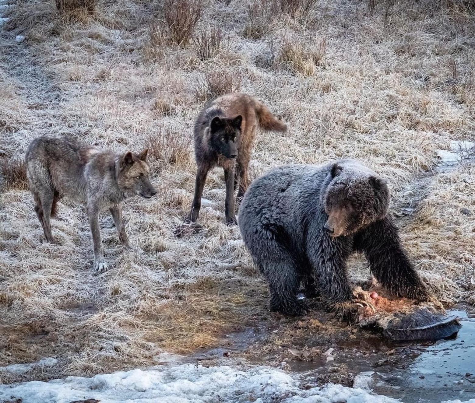 Grizzly bears and wolf kills appear similar: they tend to peel their victims' hides and leave them intact. They also scavenge mountain lion kills prompting cougars to cache their prey. Photo by Ben Bluhm