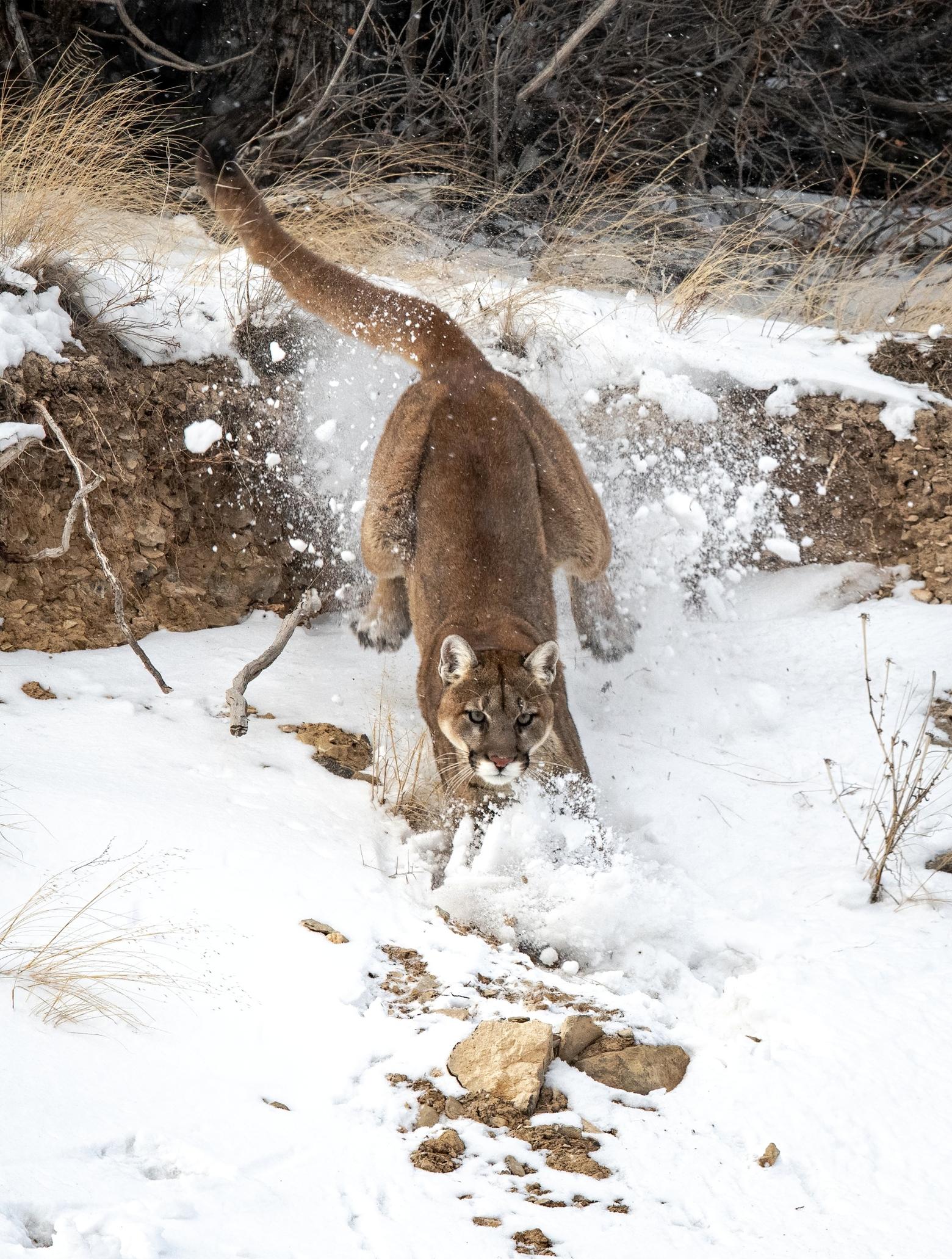 Mountain lions can leap 40 feet horizontally from a standstill and 20 feet vertically, and males can weigh up to 200 pounds. Photo by Savannah Rose