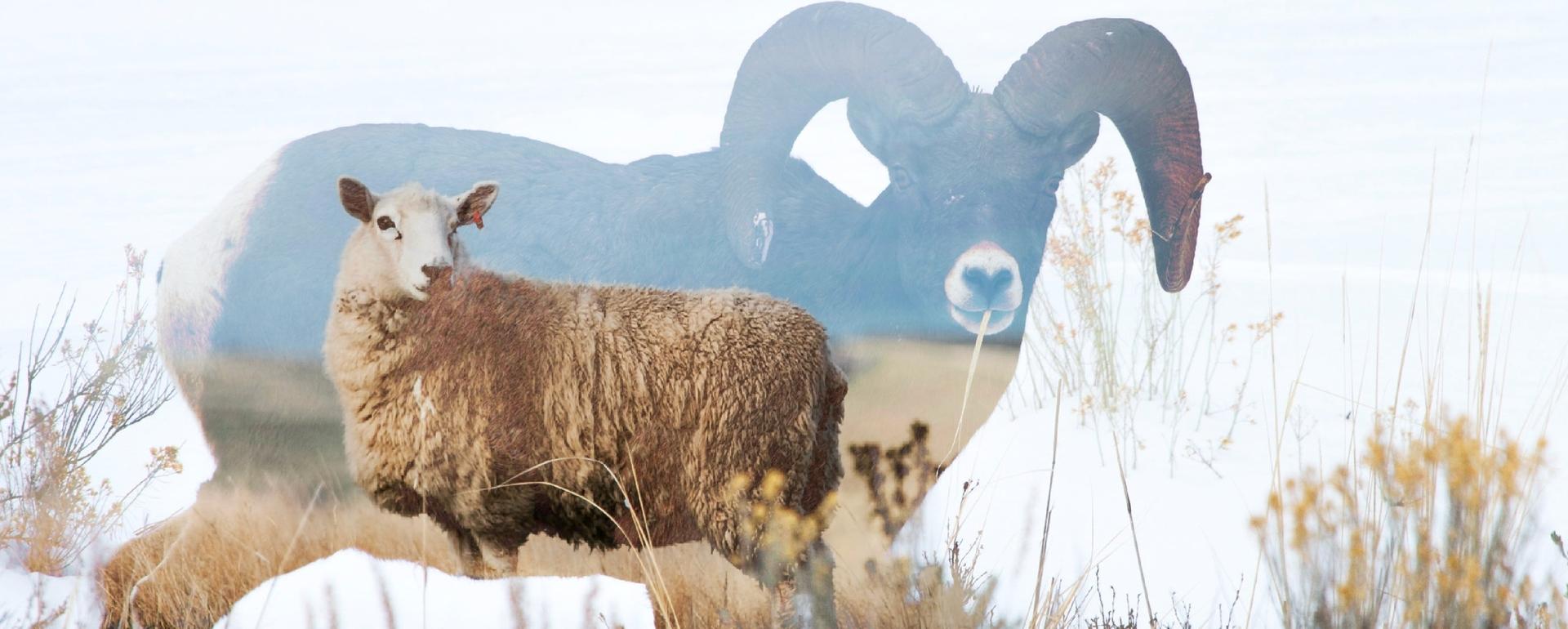 The bacteria M. ovi causes mild symptoms in domestic sheep, but can be fatal to bighorns