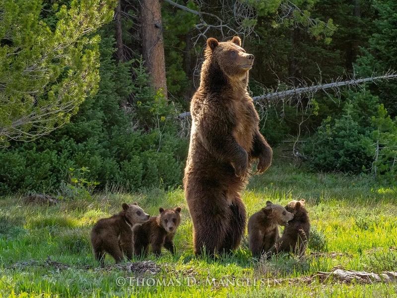As a 25-year-old mother in 2020, Grizzly 399 emerged from hibernation with four cubs