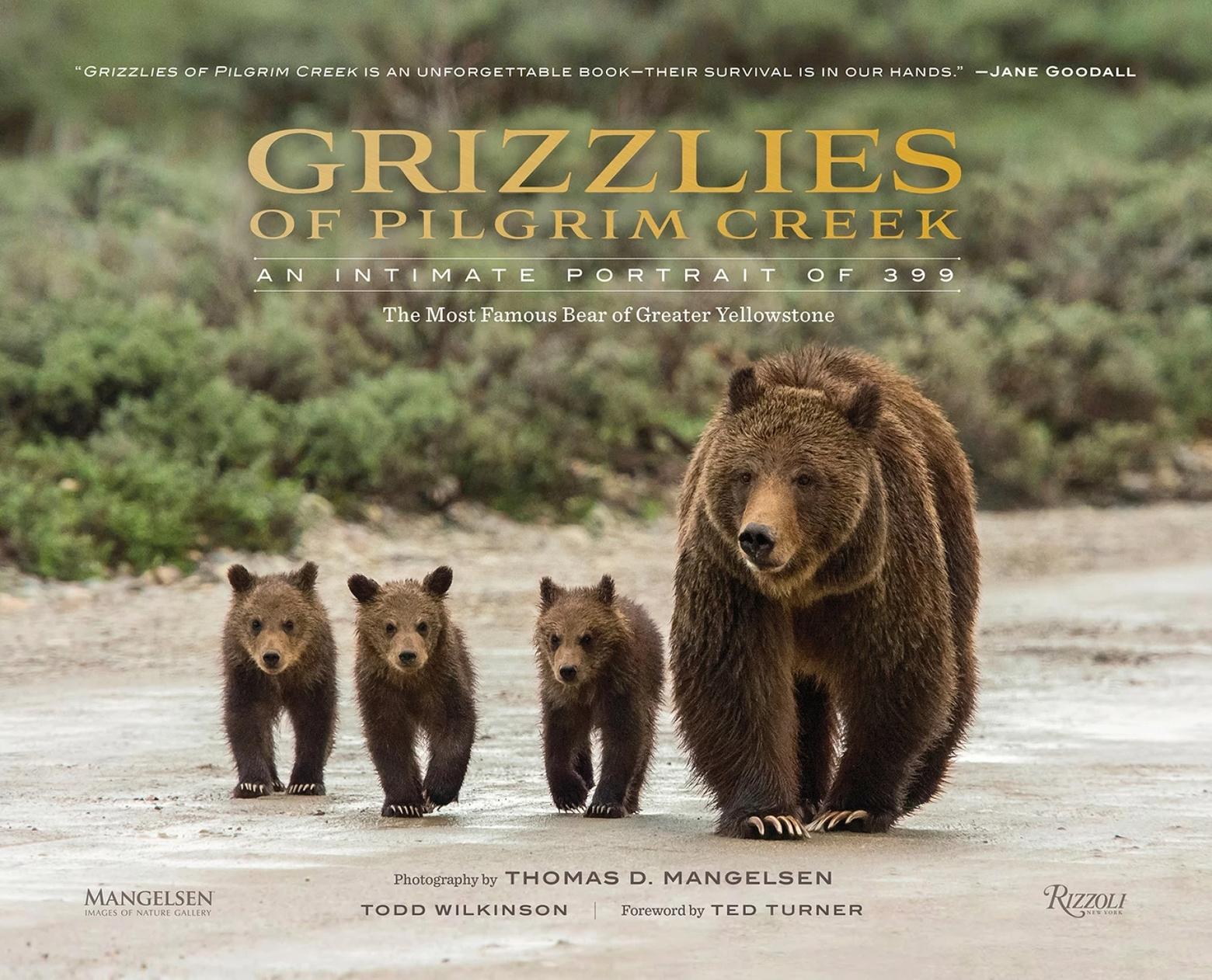 "Grizzlies of Pilgrim Creek" was Mangelsen's first book about famed Grizzly 399. Photo courtesy Thomas D. Mangelsen