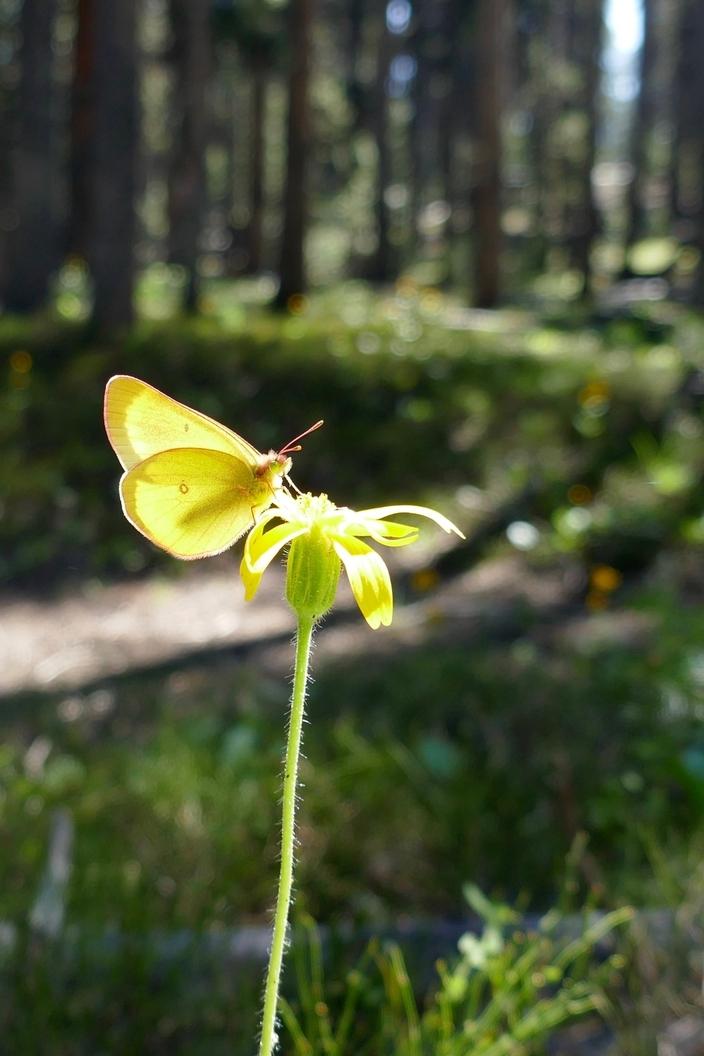 A sulphur butterfly on mountain arnica.