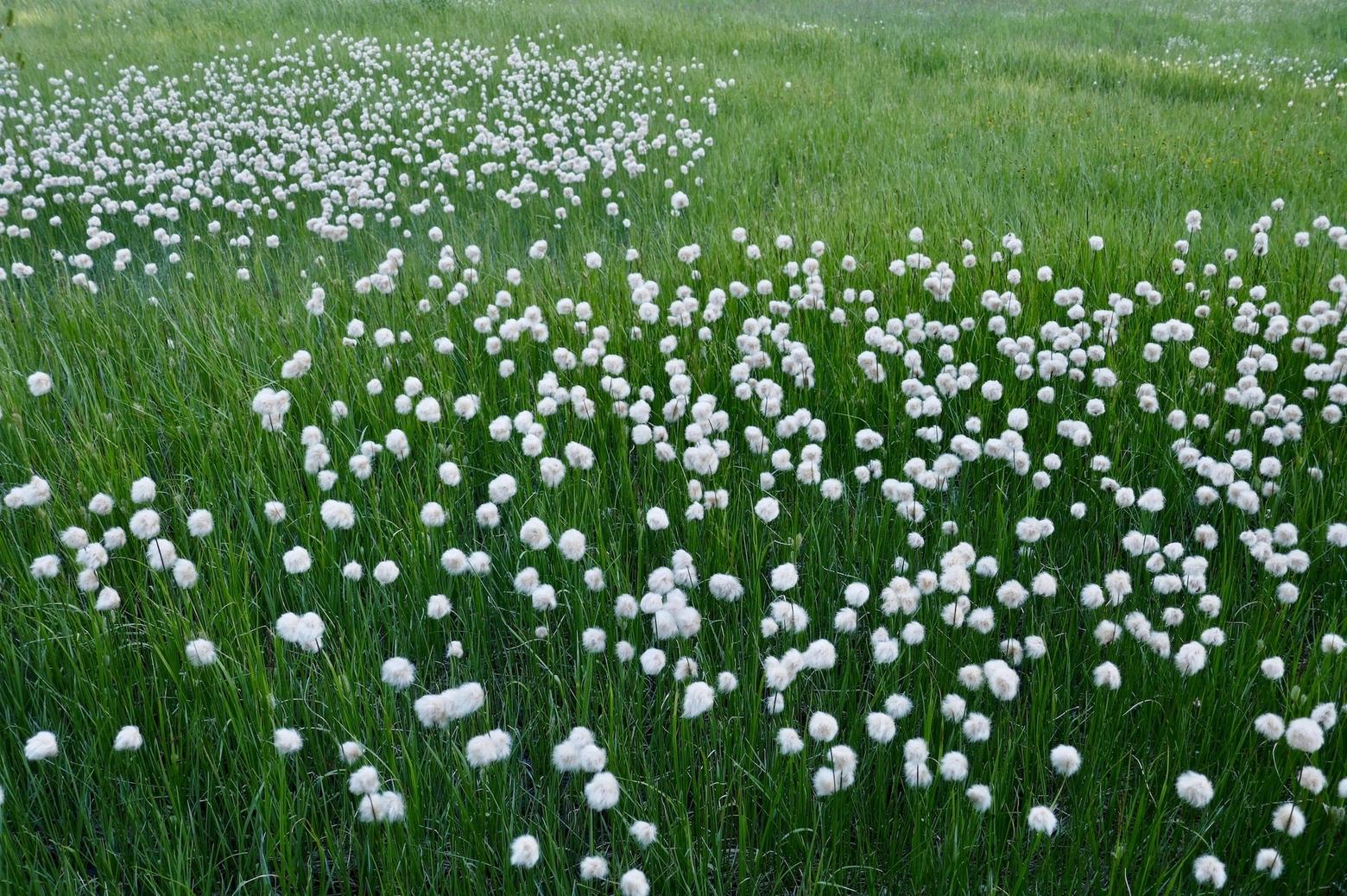 A community of cottongrass off-trail.