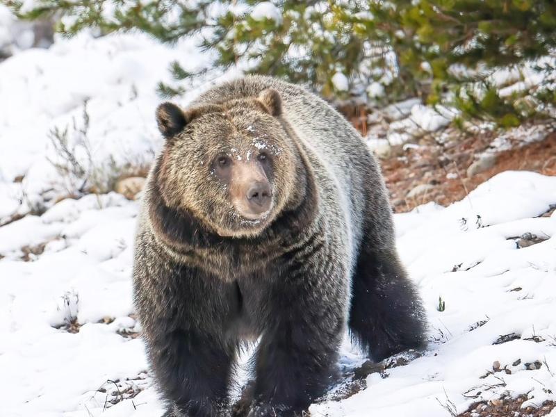 Grizzly bears are facing the possibility of being delisted. Are the states ready?