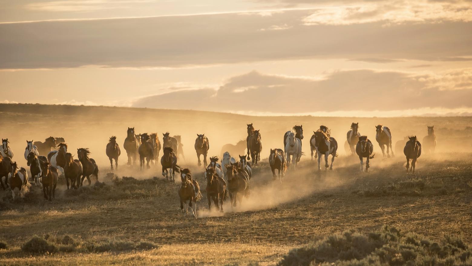 The Bureau of Land Management was tasked with managing wild horses in 1971. At approximately 170 horses, the McCullough Peaks herd east of Cody, Wyoming, needs to be managed down by 41 animals, according to BLM officials. Wild horse advocates say BLM numbers are flawed. Photo by Sandy Sisti